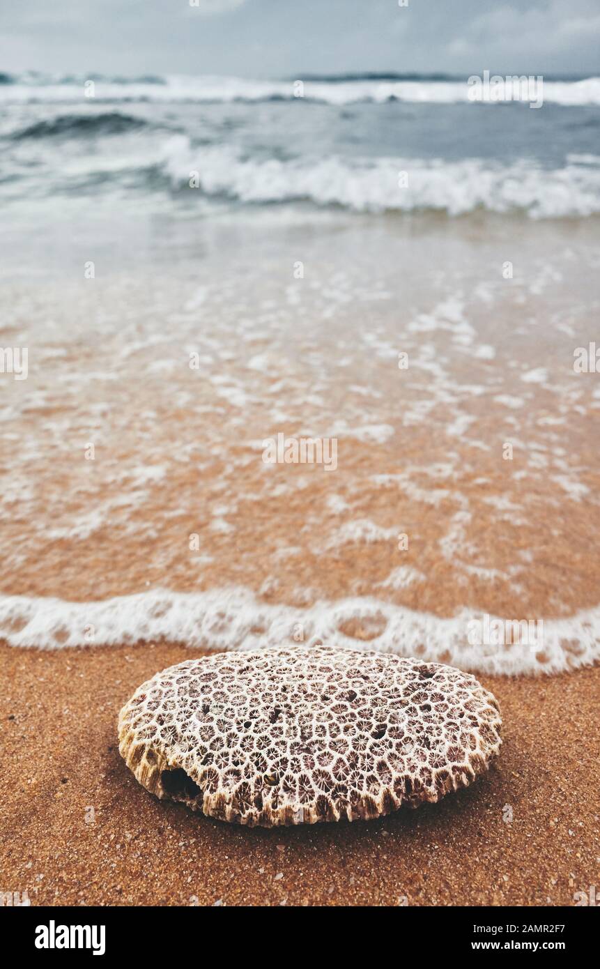 Nahaufnahme einer Koralle an einem Strand, selektiver Fokus, Farbtonierung angewendet. Stockfoto