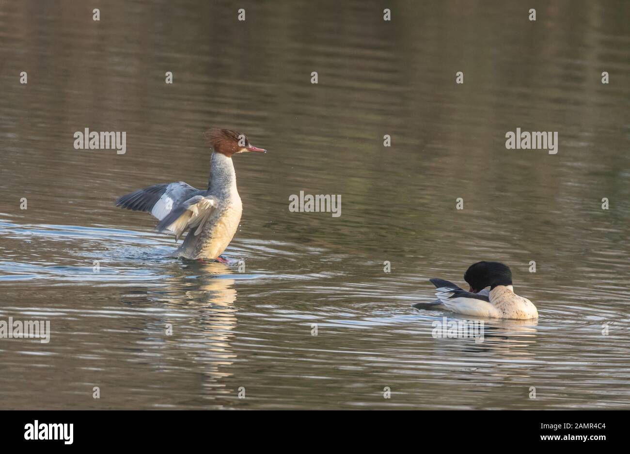 Ein Paar Gänsegänger (Großbritannien). Das Weibchen hat ausgestreckte Flügel, das Männchen prechend. Beide liegen an einem kleinen Süßwassersee. Stockfoto