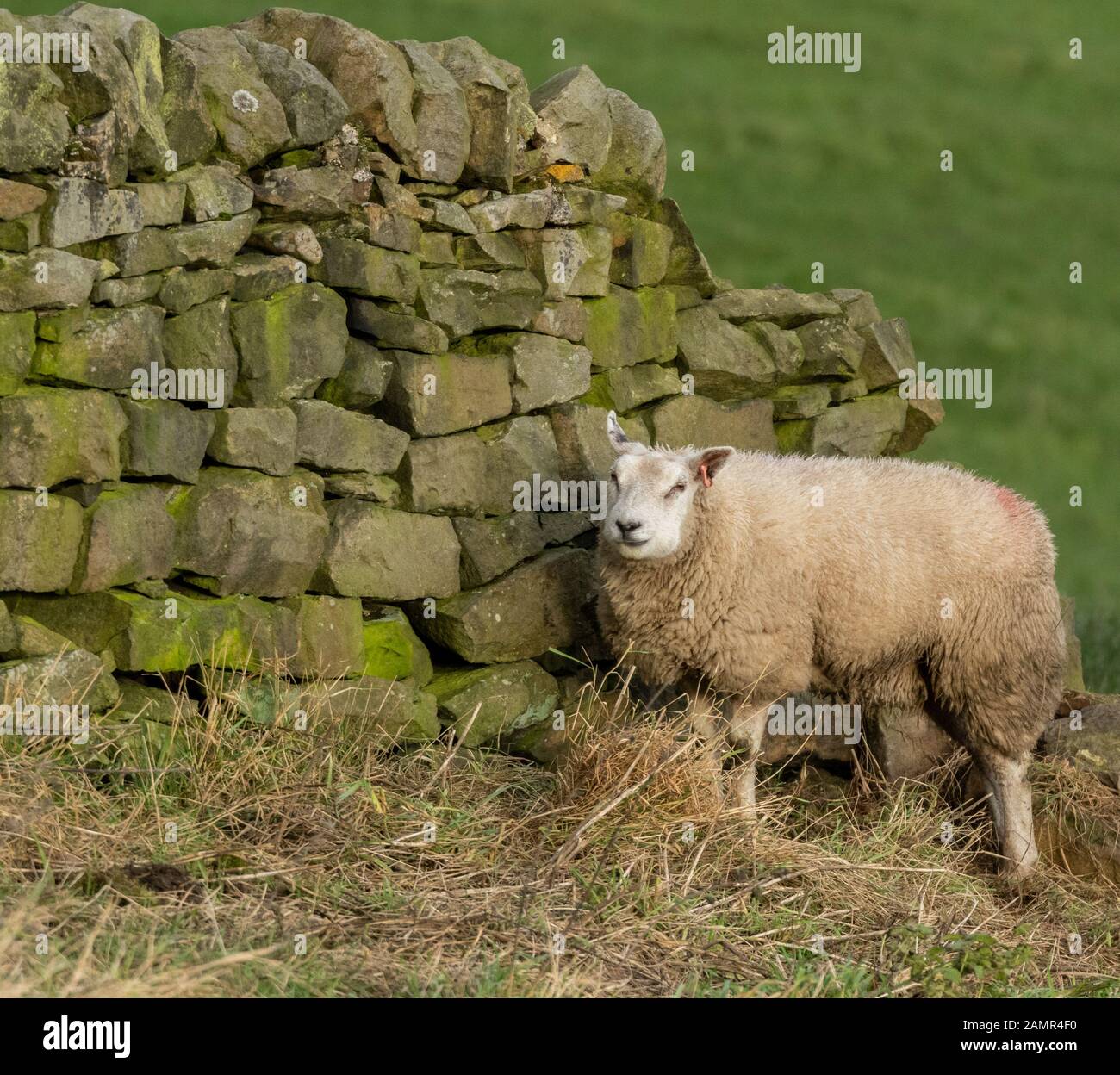 Ein einzelnes Ewe, das gegen eine trockene Steinmauer geschützt ist. Stockfoto