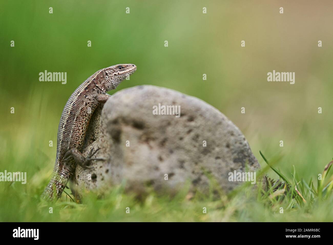 Den lebendgebärenden oder Zootoca vivipara gemeinsamen Eidechse in der Tschechischen Republik Stockfoto