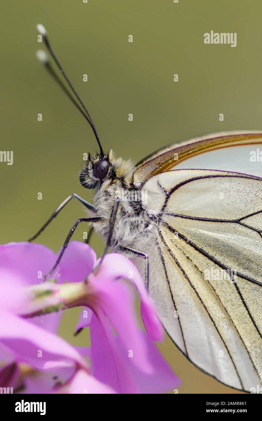 Wunderschöner schwarzgeäderter weißer Schmetterling (Aporia crataegi), auf rosa Blume. Weißer Schmetterling. Verschwommener grüner und pinkfarbener Hintergrund. Wertvoller weißer Schmetterling Stockfoto