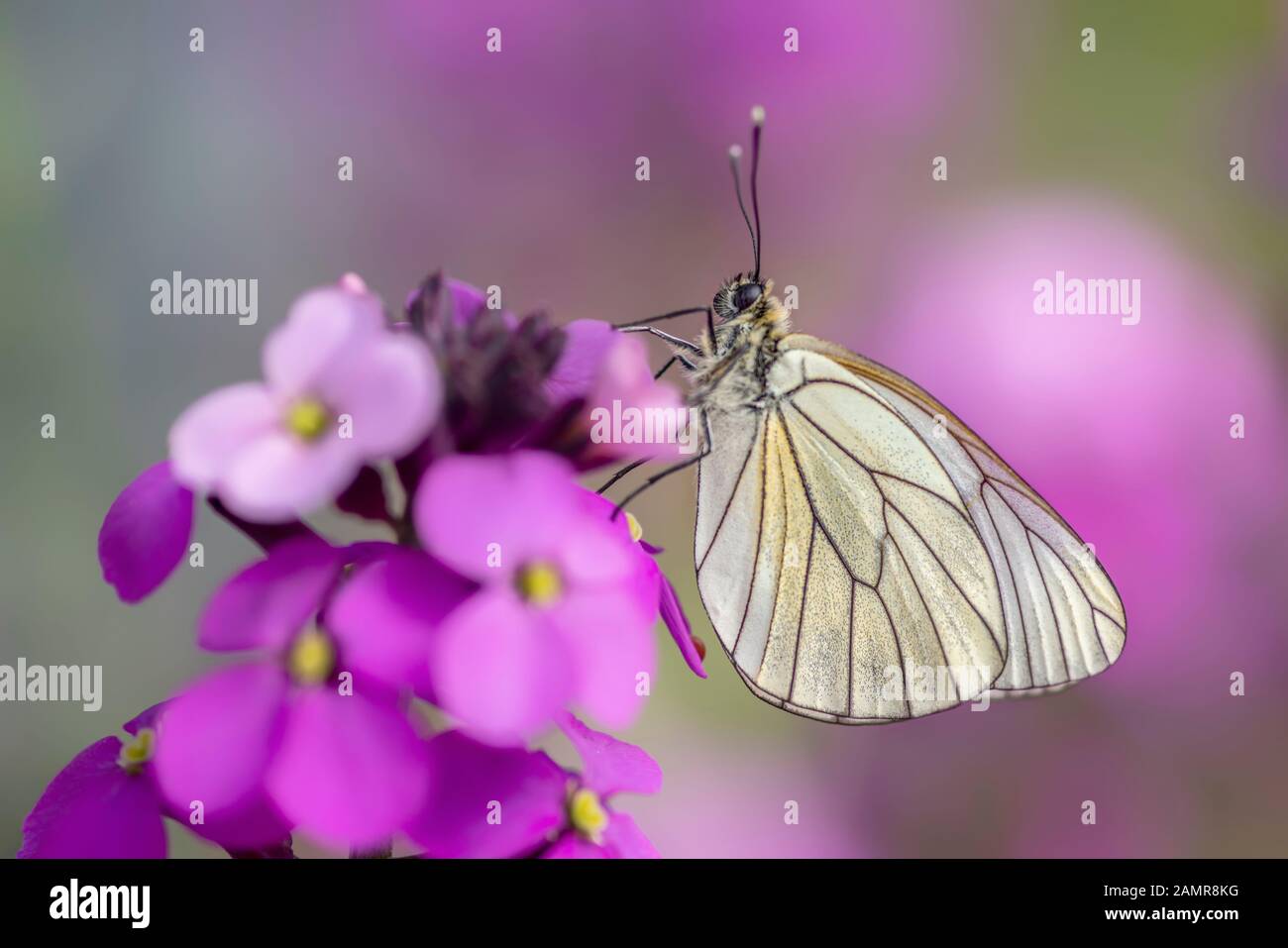 Wunderschöner schwarzgeäderter weißer Schmetterling (Aporia crataegi), auf rosa Blume. Weißer Schmetterling. Verschwommener grüner und pinkfarbener Hintergrund. Wertvoller weißer Schmetterling Stockfoto