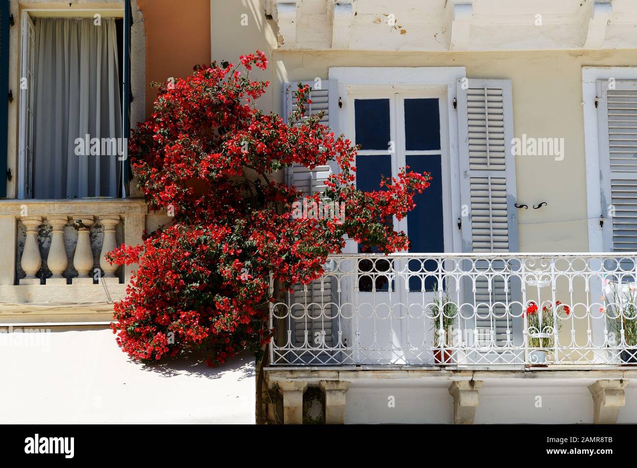 Die Bougainvillea blüht auf dem Balkon in Kerkyra, Korfu, Griechenland Stockfoto