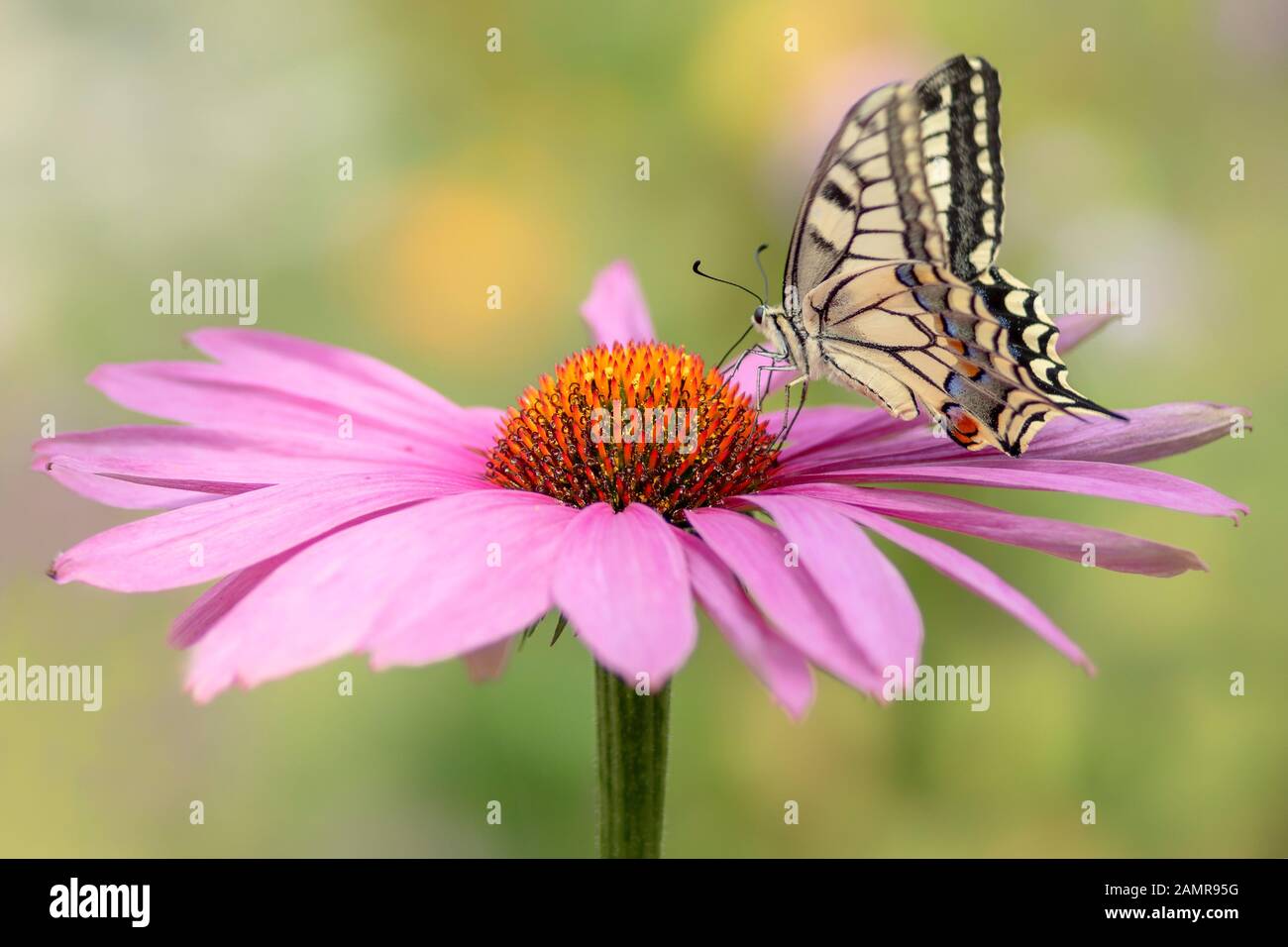 Prachtvoller und schöner Schwalbenschwanzfalter (Papilio machaon), der sich von einer lila Kegelblume (Echinacea purpurea) ernährt. Verschwommenes grünes und gelbes Backgroun Stockfoto