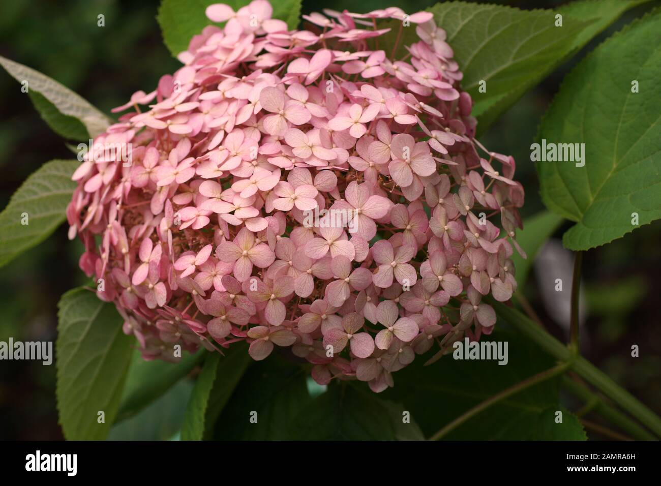 Hydrangea arborescens Annabelle Incrediball Erröten oder Sweet Pink corymb. Blume Nahaufnahme. Stockfoto