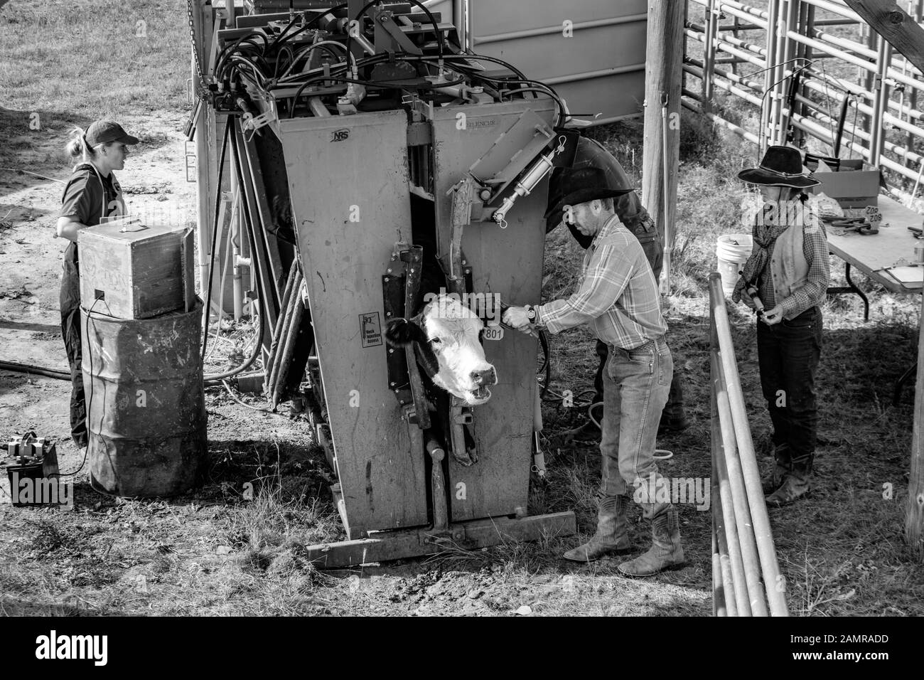 WY04076-00...WYOMING - Die Kuh in der Quiese wird vom veterianischen auf der linken Seite auf Pregency überprüft und erhält einen Ohrenschild vom Cowboy Stockfoto