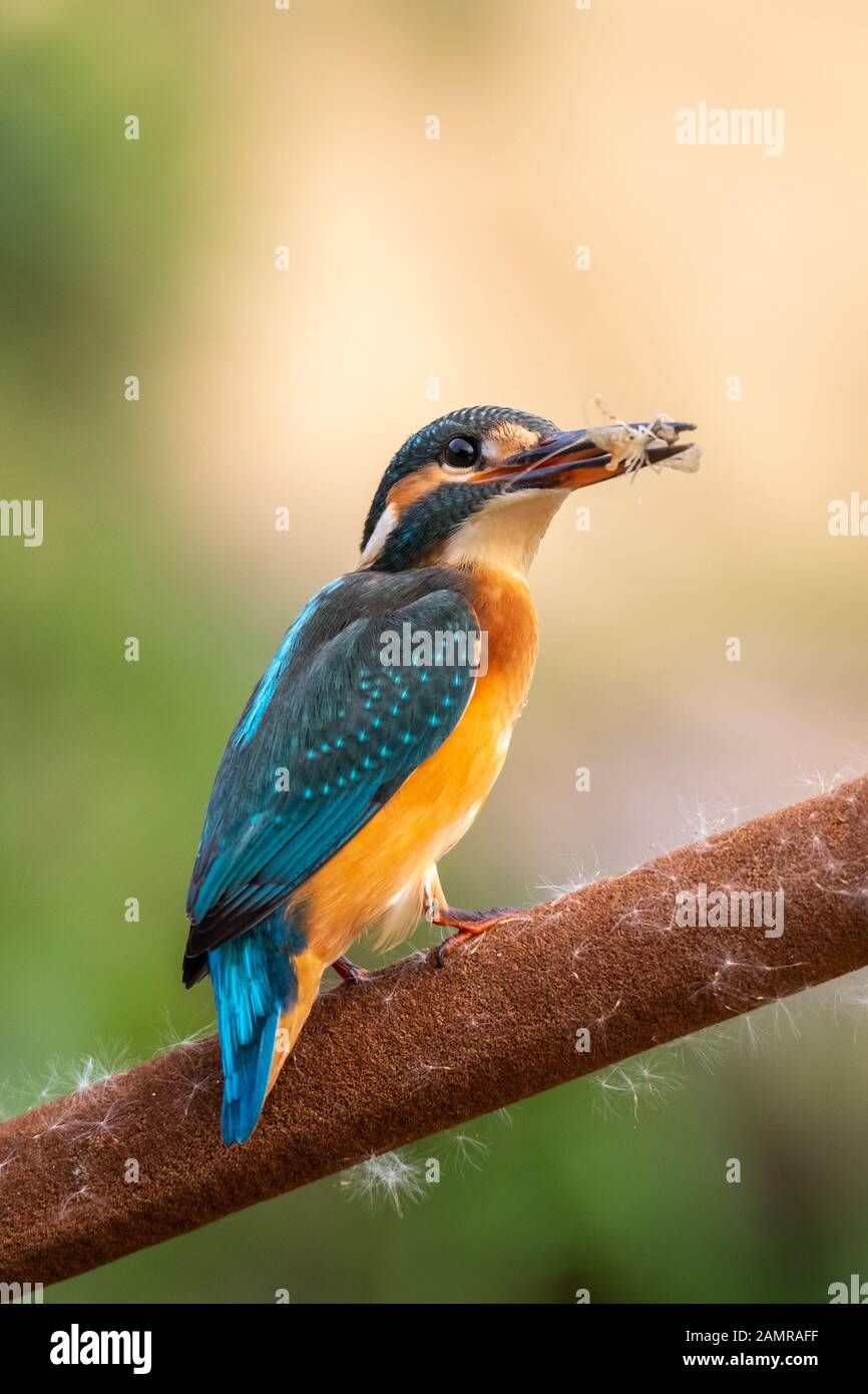 Eisvogel beim Essen eine Garnele Stockfoto