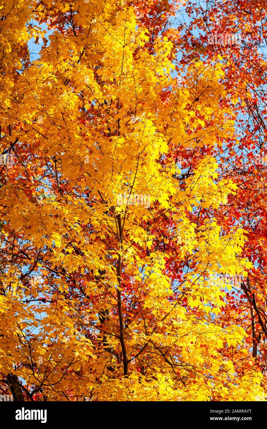 Vertikale Nahaufnahme einiger wunderschöner Herbstfarben in Tennessee. Stockfoto