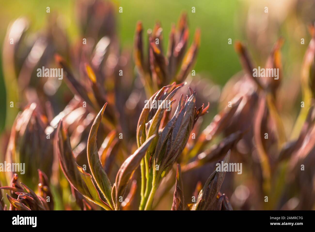 Junge Pfingstrose schießt im frühen Frühjahr. Stockfoto