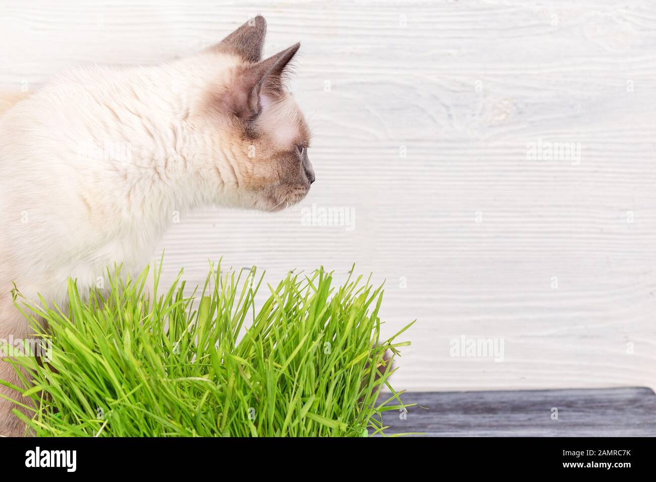 Katze neben gekeimten grünen Sprossen von Hafer. Stockfoto