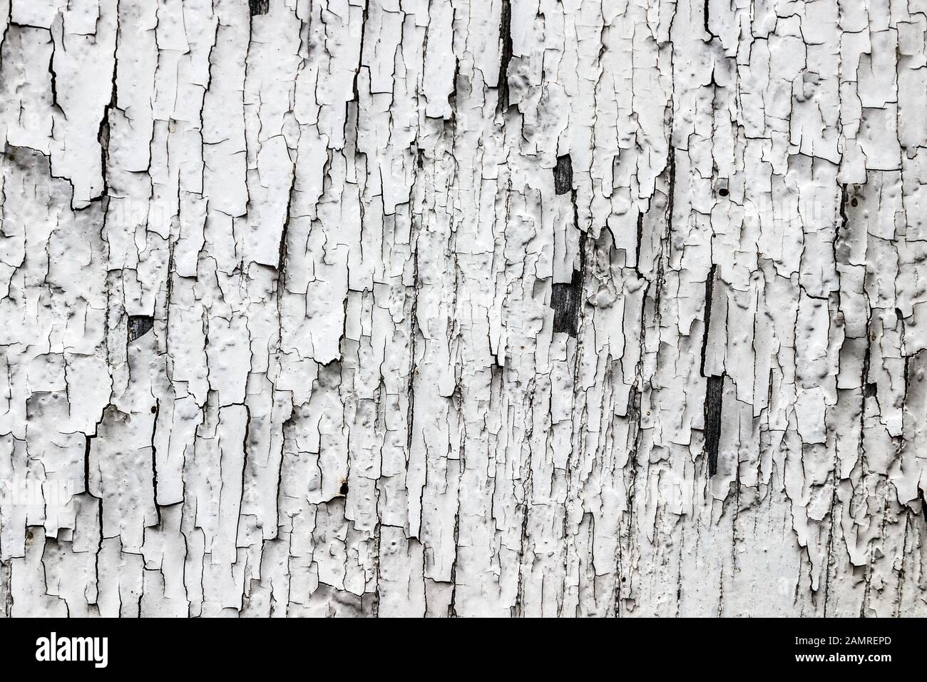 Textur mit unregelmäßigem Muster weißer Farbenflocken, die sich von einem alten, mit Rädern versehenen Holzbrett abschälen. Stockfoto