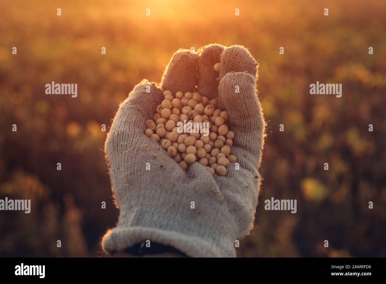 Soja- farmer Handvoll geerntete Saatgut in Bebautes Feld im Sonnenuntergang Stockfoto