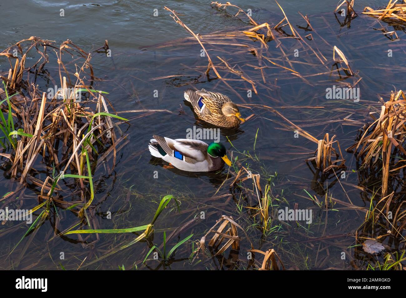 Weibliche Mallard und männliche Mallard schweben auf dem Fluss Neris in Wilna, Litauen Stockfoto