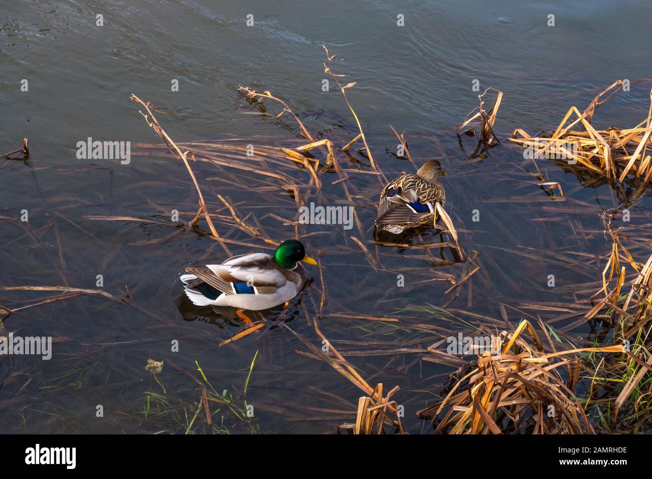 Weibliche Mallard und männliche Mallard schweben auf dem Fluss Neris in Wilna, Litauen Stockfoto