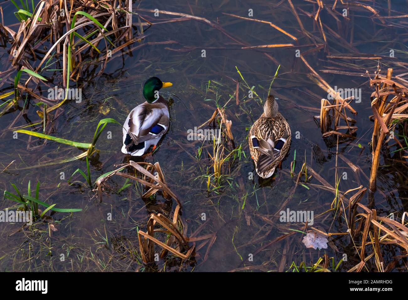 Weibliche Mallard und männliche Mallard schweben auf dem Fluss Neris in Wilna, Litauen Stockfoto