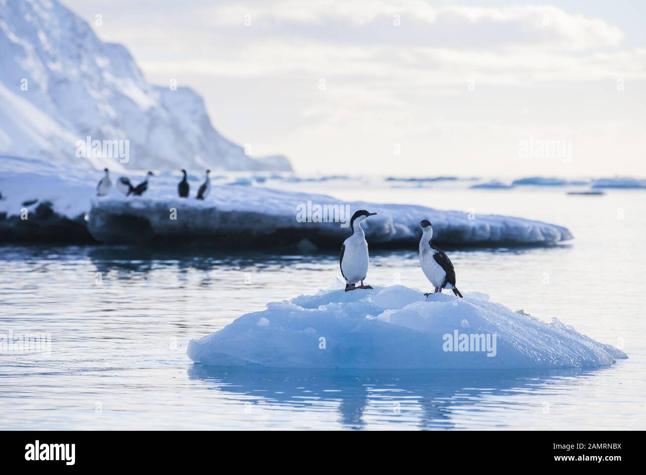 Antarktischer Kormoran (blauäugiger Schag) auf Eis, Südgeorgien, Antarktis Stockfoto