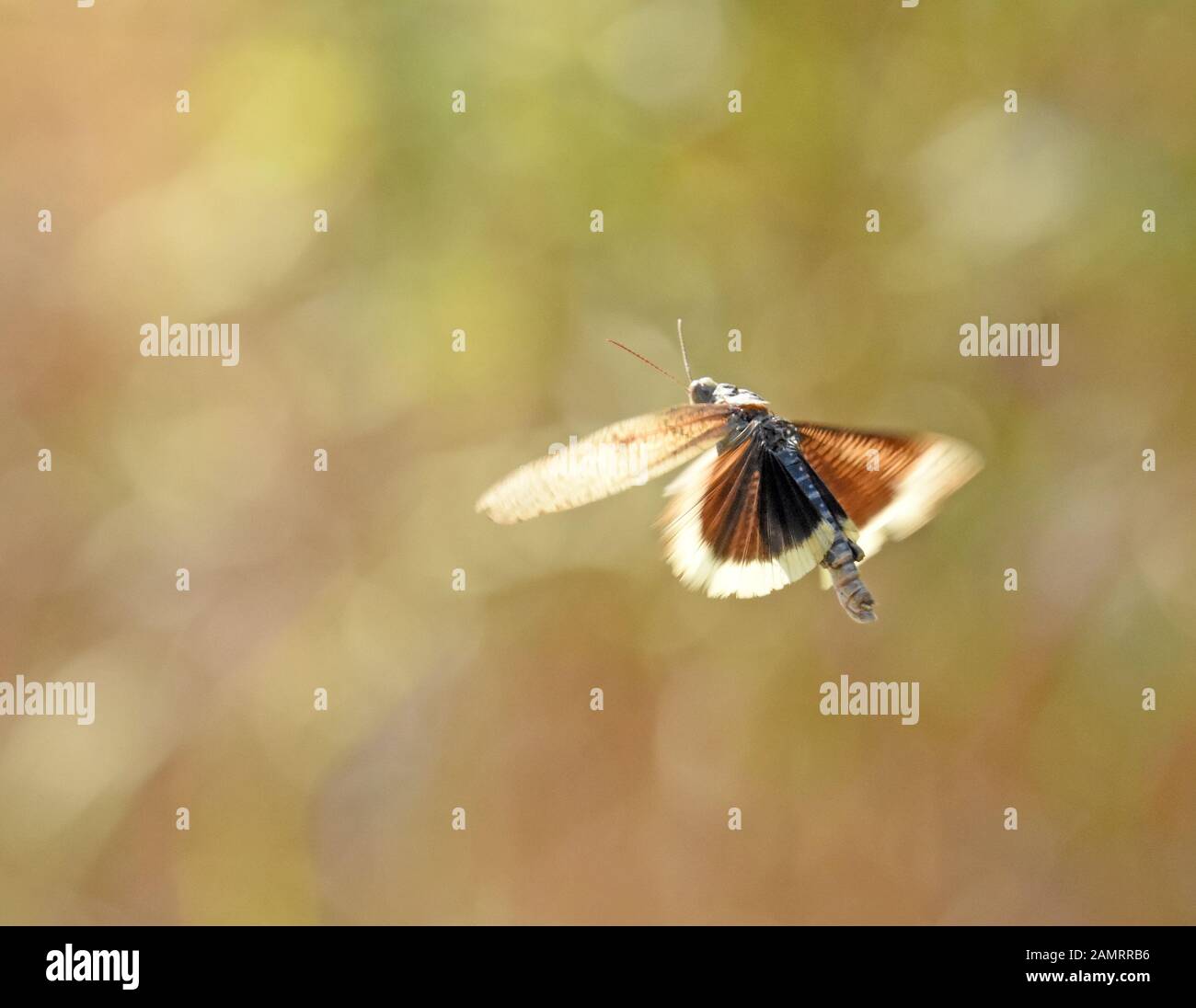 Grasshopper fliegt mit bunten Flügeln Stockfoto