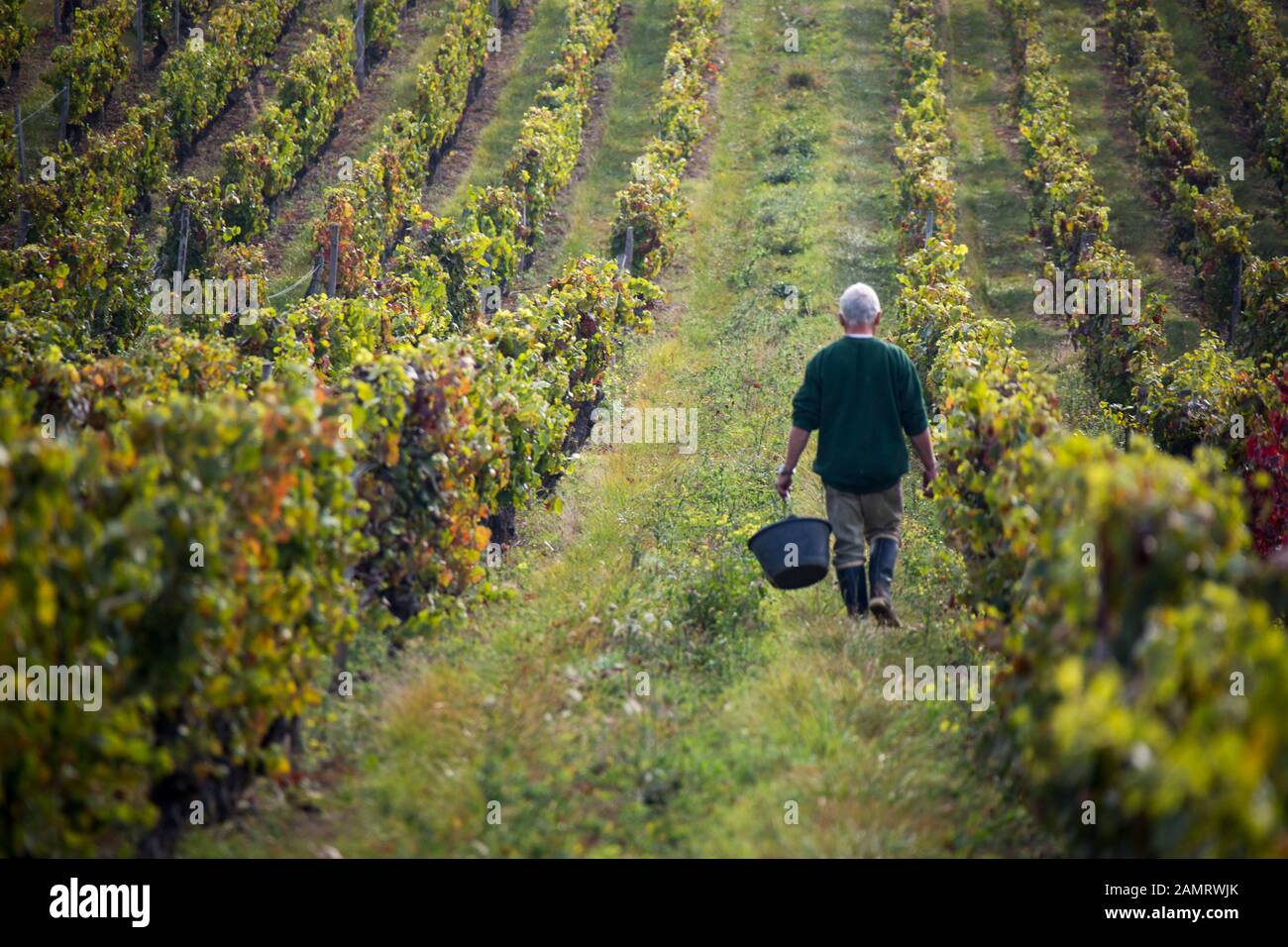 Ein Weinbergmeister mit einem Eimer geht während der Weinlese im Weinland Frankreich durch seinen Weinberg. Stockfoto