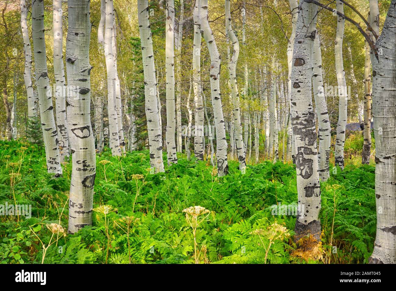 Ein Aspen Grove in den hohen Bergen von Utah. Stockfoto