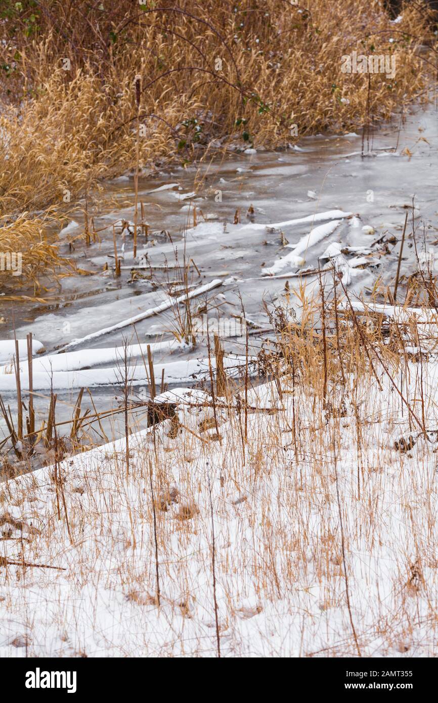 Abstrakte Winterstruktur von Schilf, Gras und gefrorenem Wasser mit Treibholz in British Columbia Kanada Stockfoto