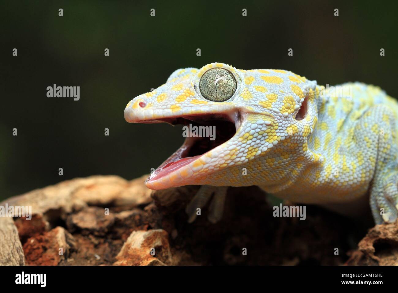 Nahaufnahme eines Albinos Tokay Gecko, Indonesien Stockfoto