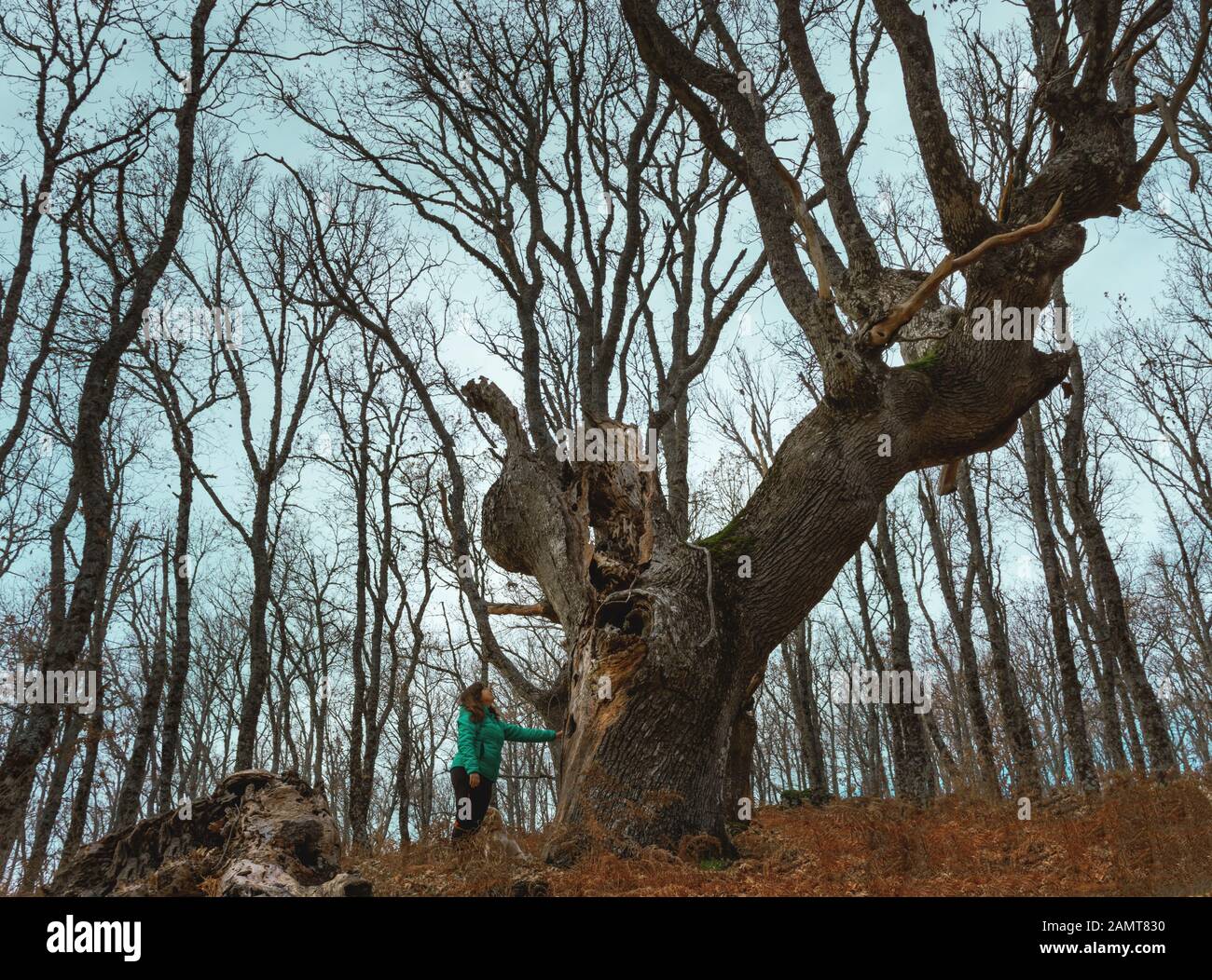Frau berührt im Herbst einen großen alten Baum in einem Wald. Mutterbaum im Wald Stockfoto