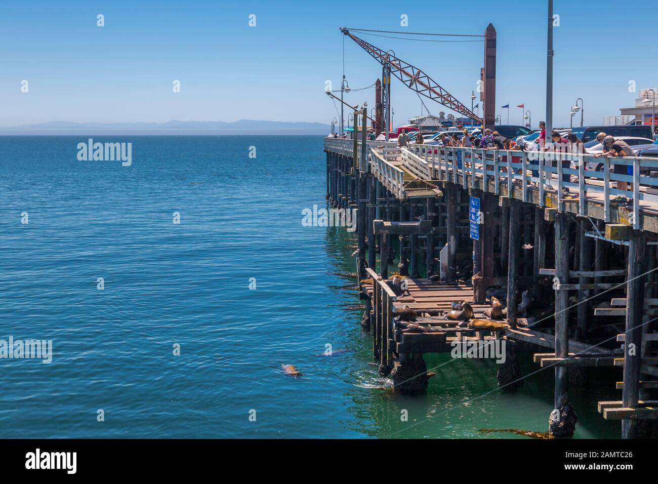 Anzeigen von einheimischen Fischen und Seelöwen auf städtischen Wharf, Sant Cruz, Kalifornien, Vereinigte Staaten von Amerika, Nordamerika Stockfoto