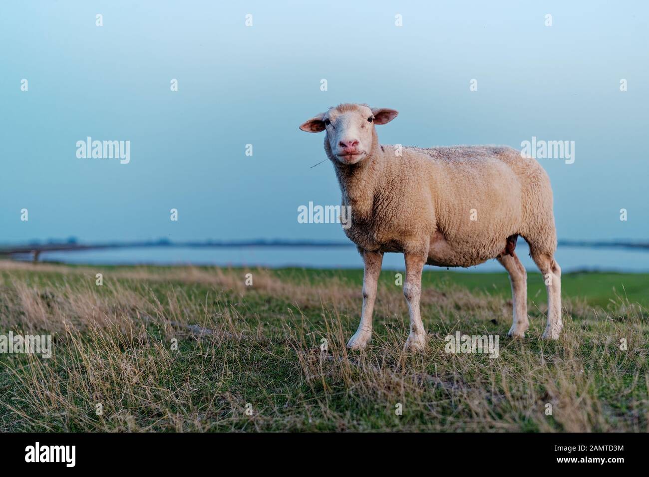 Schafe, die in einem Feld stehen und eine Grashalme kauen, in Ostfriesland, Niedersachsen, Deutschland Stockfoto