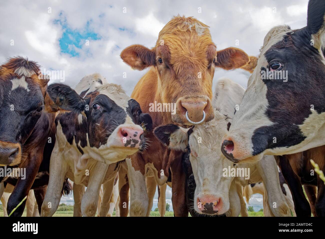 Nahaufnahme eines Bullen und einer Kühherde auf einem Feld, in Frisia, Niedersachsen, Deutschland Stockfoto