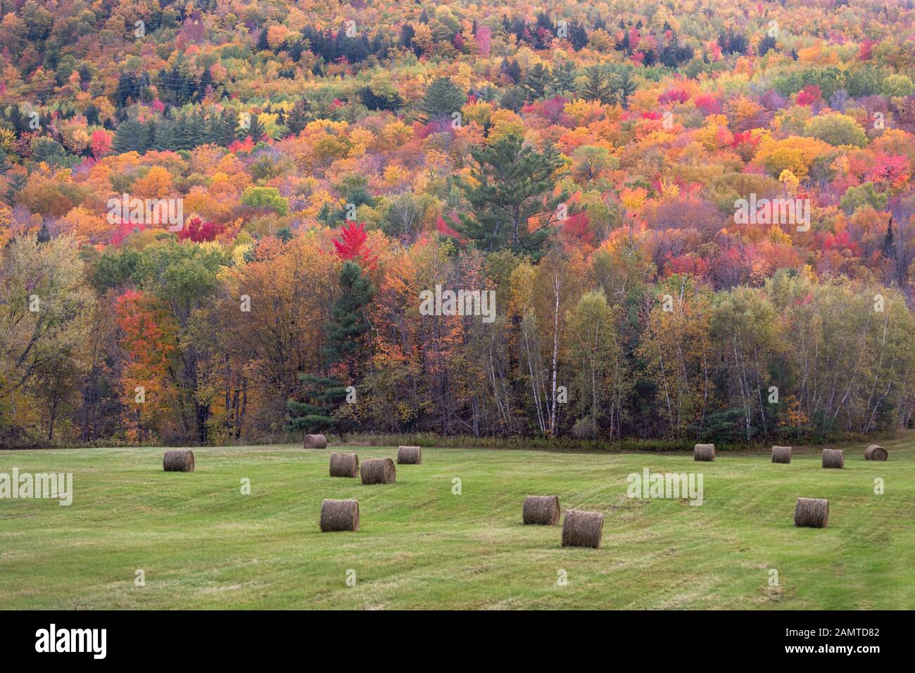 Heuballen auf einem Feld und einem Herbstwald, Mexiko, Oxford County, Maine, USA Stockfoto