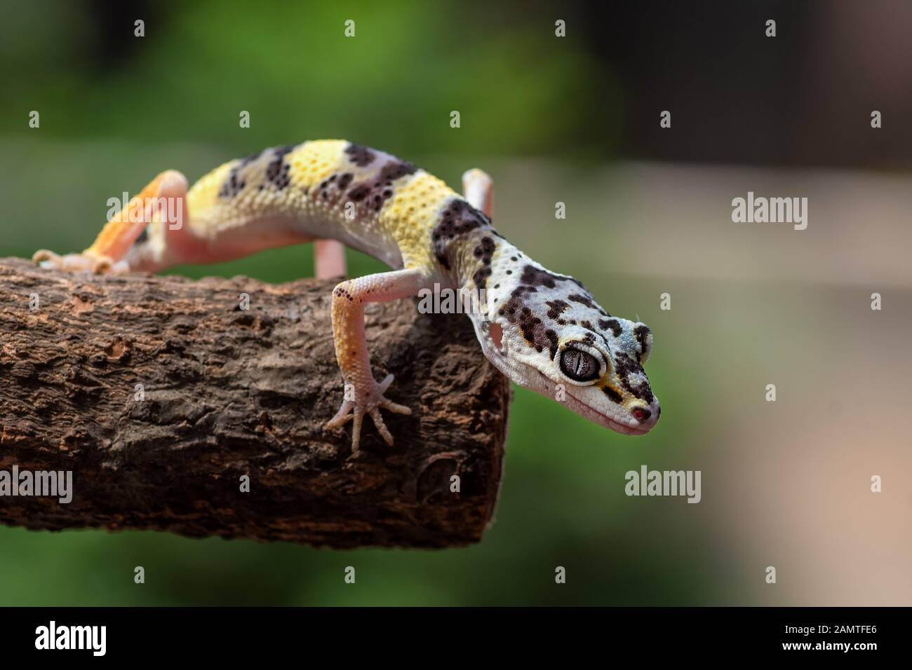 Portrait eines Babyleopardengeckos, Indonesien Stockfoto
