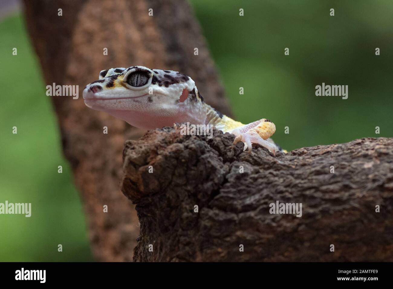 Portrait eines Babyleopardengeckos, Indonesien Stockfoto