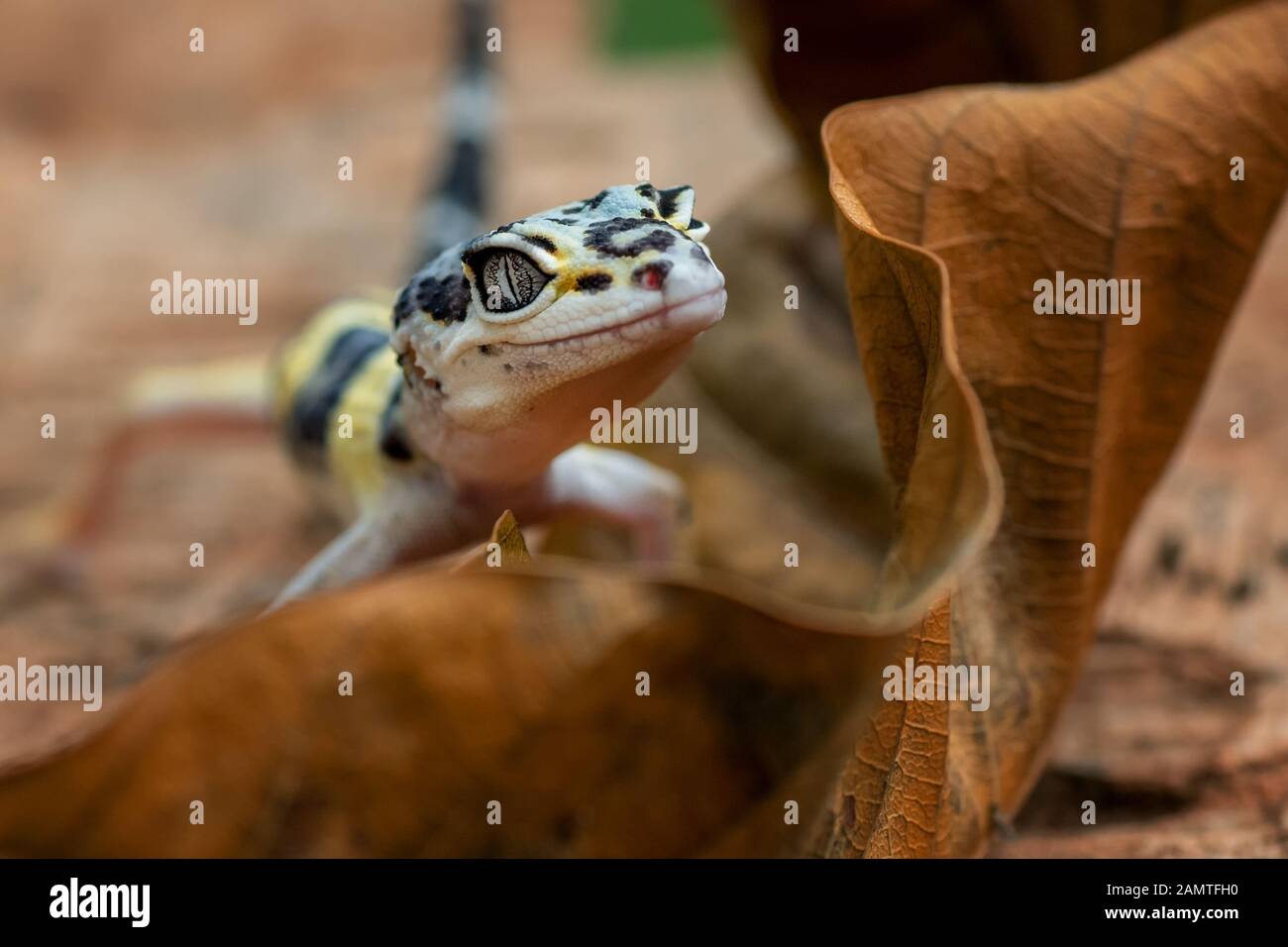 Portrait eines Babyleopardengeckos auf einem Blatt, Indonesien Stockfoto