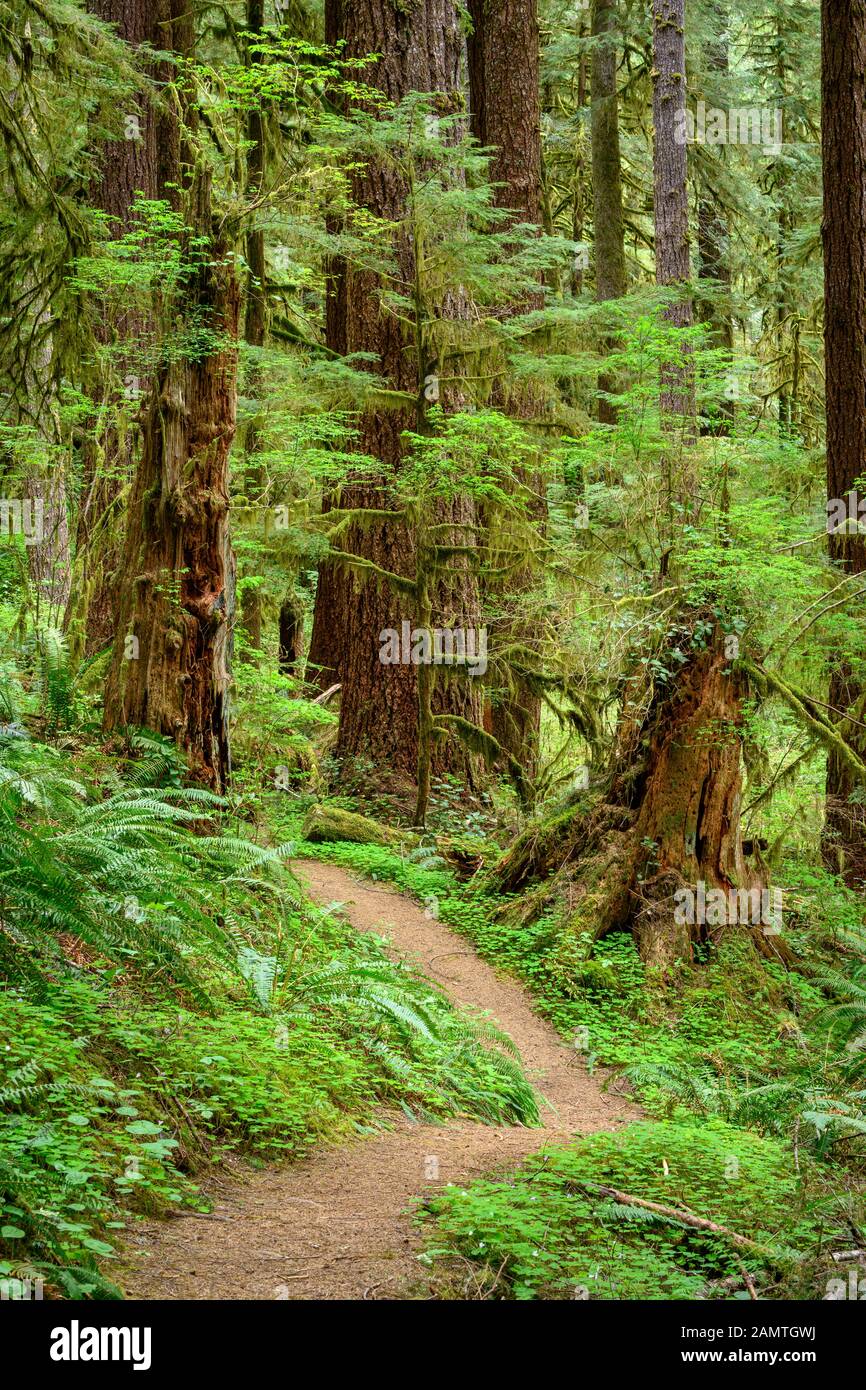 Drift Creek Falls Trail, Siuslaw National Forest, Coast Range Mountains, Oregon. Stockfoto