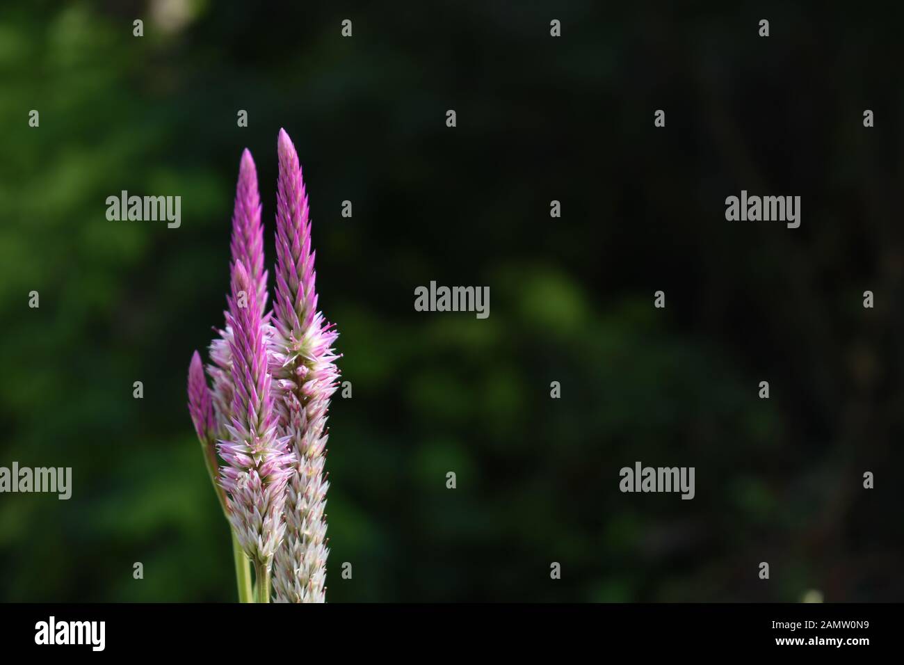 Celosia oder Flammen Blume in der Natur. Surakarta, Indonesien. Stockfoto