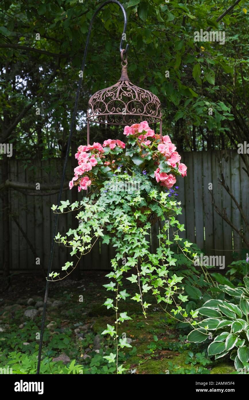 Gefederte, kronenförmige Metallkorb aus Schmiedeeisen mit pinkfarbenen Begonia semperflorens Blumen und Hedera Helix - English Ivy im Hinterhof Zen Garden. Stockfoto