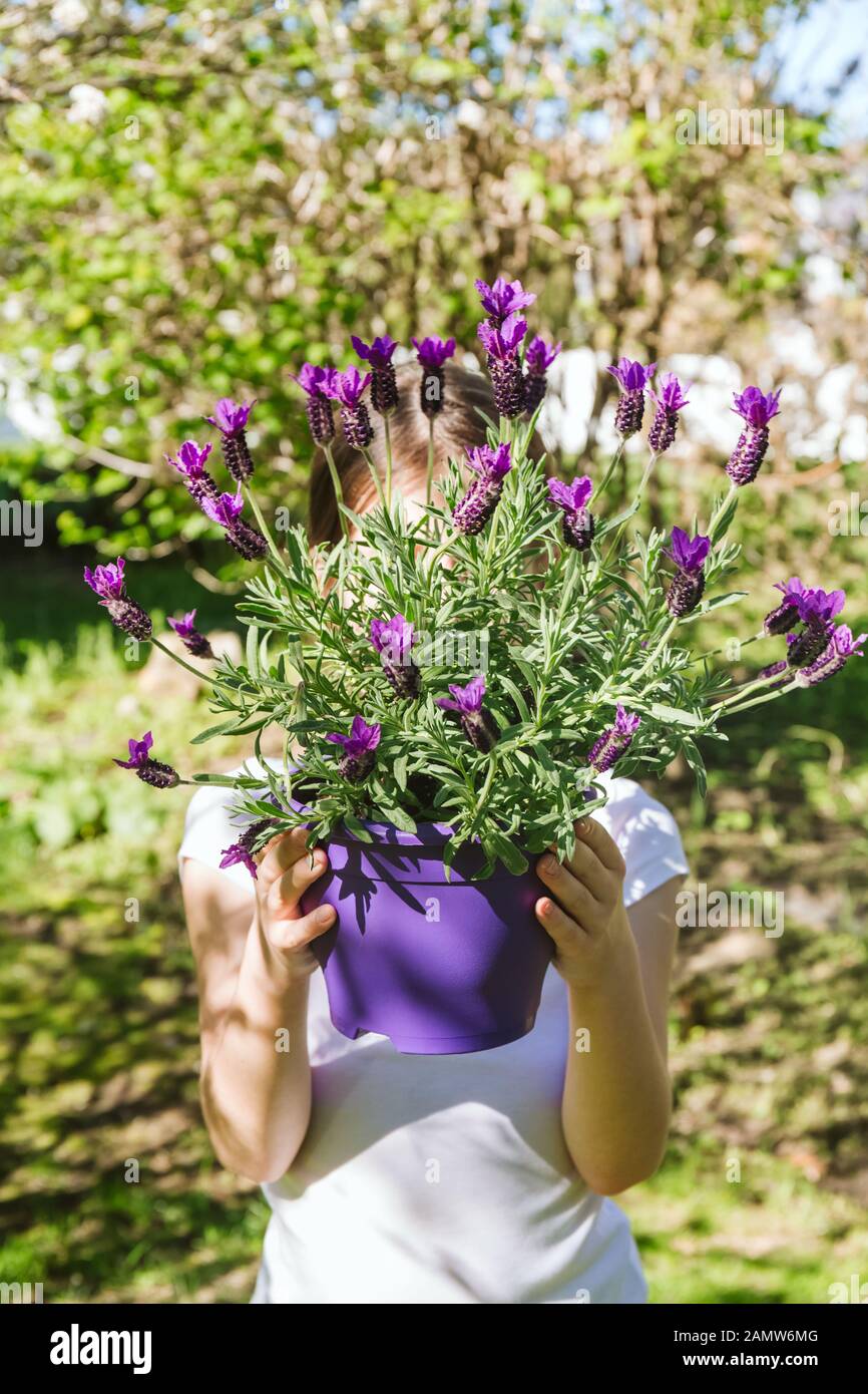 Mädchen mit Lavendel im Topf im Garten im Hinterhof. Familiengärtnerisches Frühlings-Konzept. Vertikaler, weicher Fokus Stockfoto