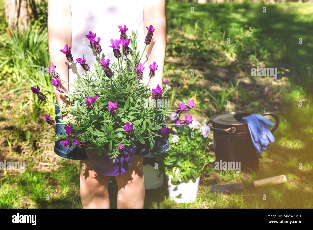 Mädchen mit Lavendel im Topf im Garten im Hinterhof. Familiengärtnerisches Frühlings-Konzept. Horizontaler, weicher Fokus, Lichteffekte Stockfoto