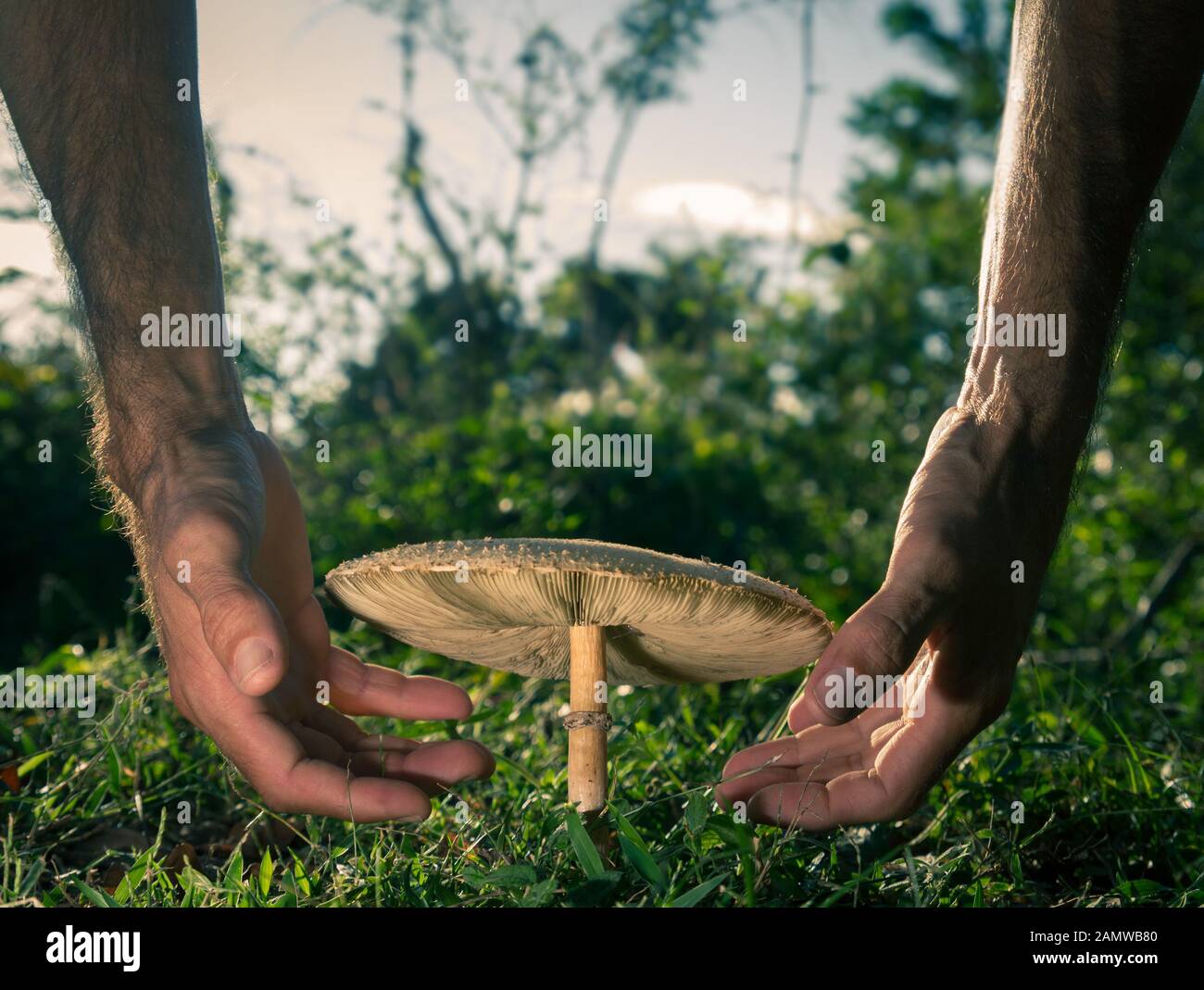 Hände, die Pilz. groß und frisch in natürlicher Umgebung gepflanzt Stockfoto