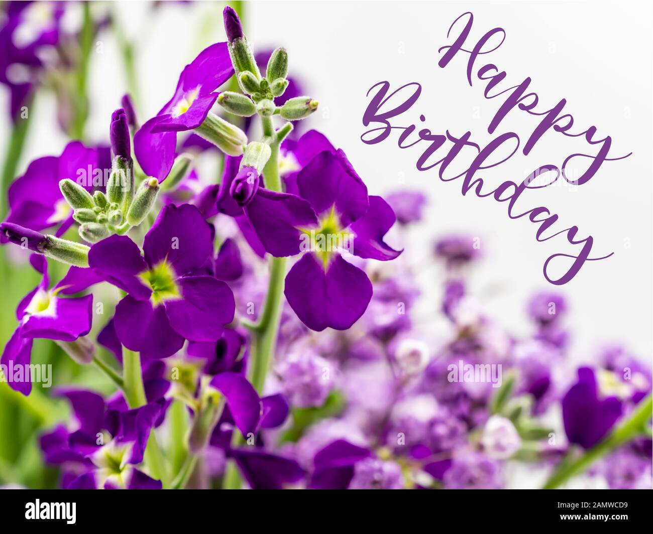 Alles Gute zum Geburtstag mit schönen violetten Blüten Stockfoto