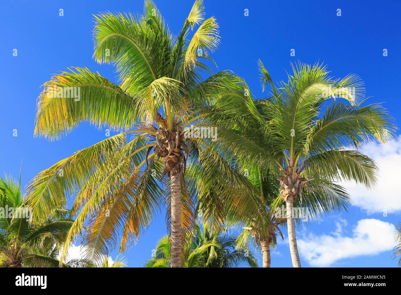 Palmen und blauem Himmel Hintergrund Stockfoto