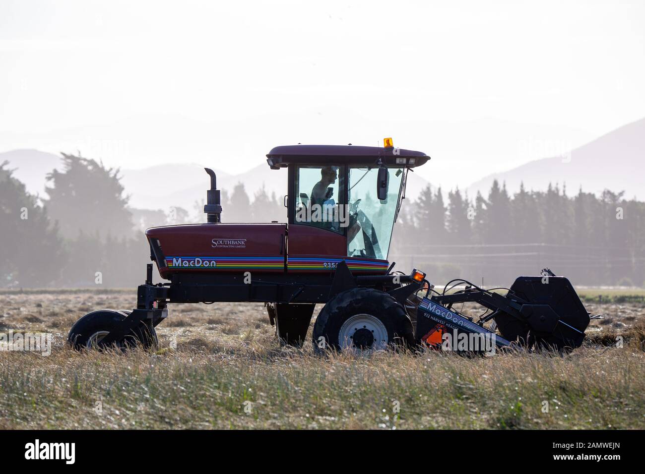 Sheffield, Canterbury, Neuseeland, 14. Januar 2020: Schwaden Gras für Saatgut zum Trocknen der Ernte Stockfoto