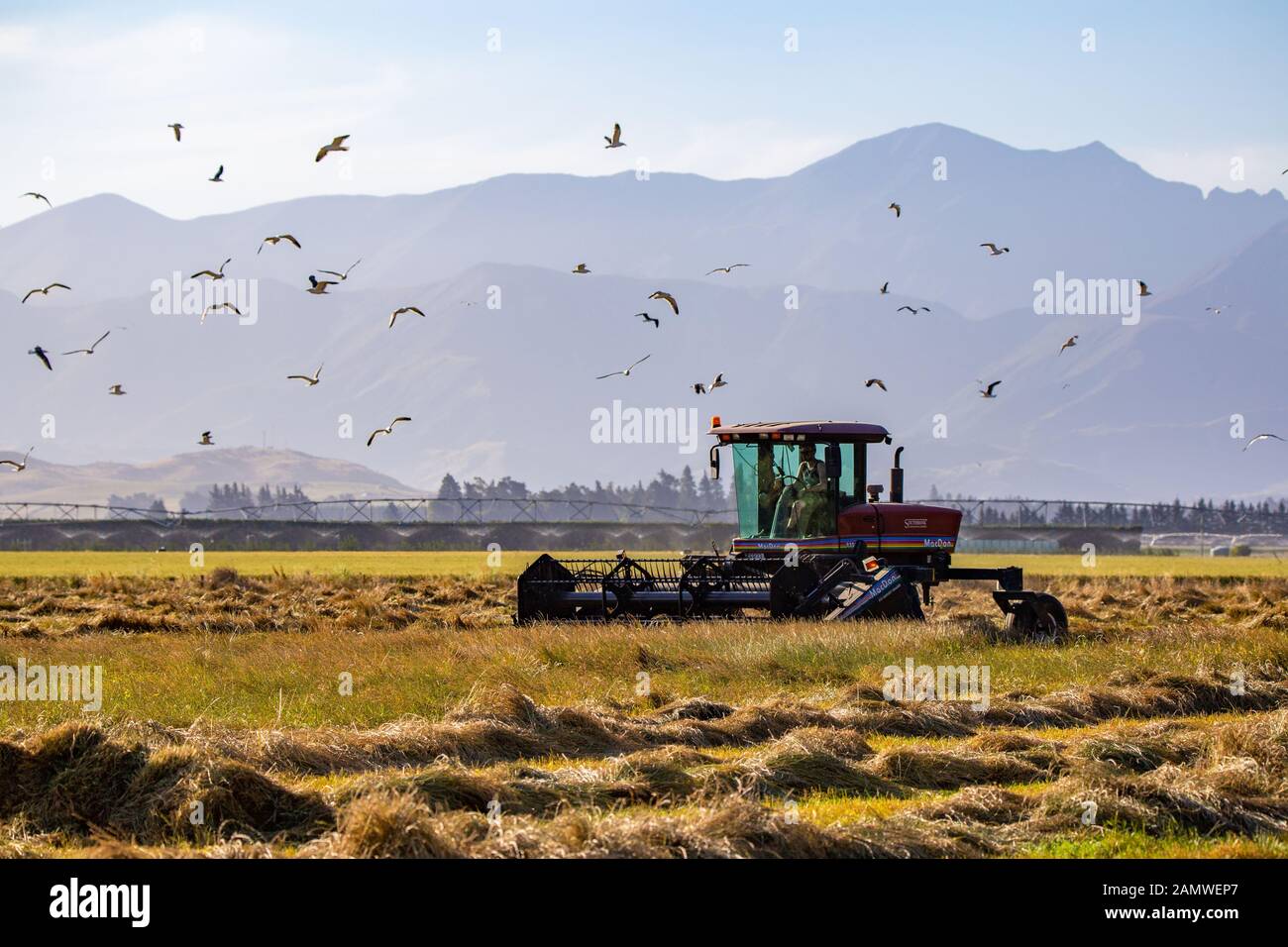 Sheffield, Canterbury, Neuseeland, 14. Januar 2020: Schwaden Gras für Saatgut zum Trocknen der Ernte Stockfoto
