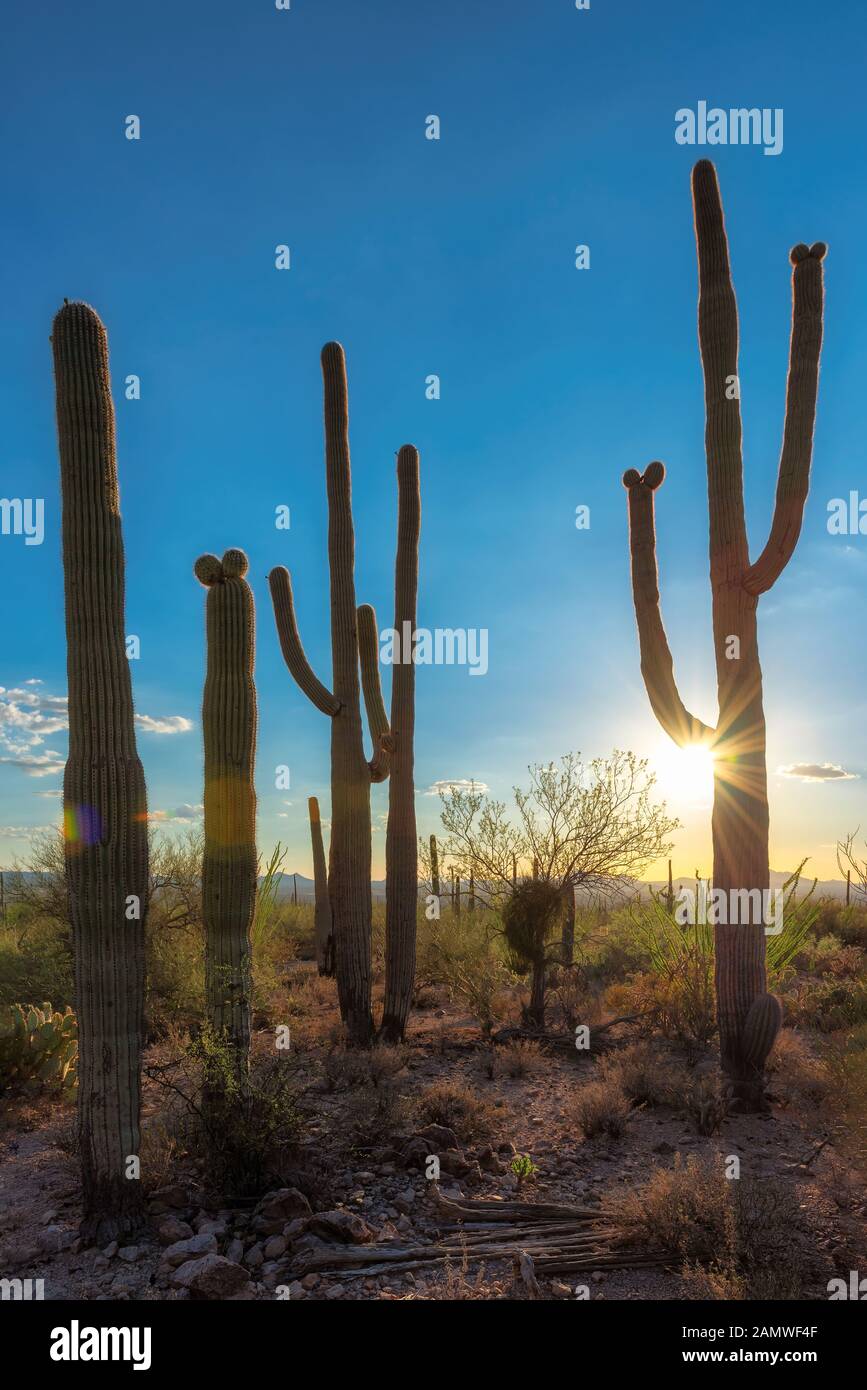 Saguaro Cactus bei Sonnenuntergang im Saguaro National Park in der Nähe von Tucson, Arizona. Stockfoto