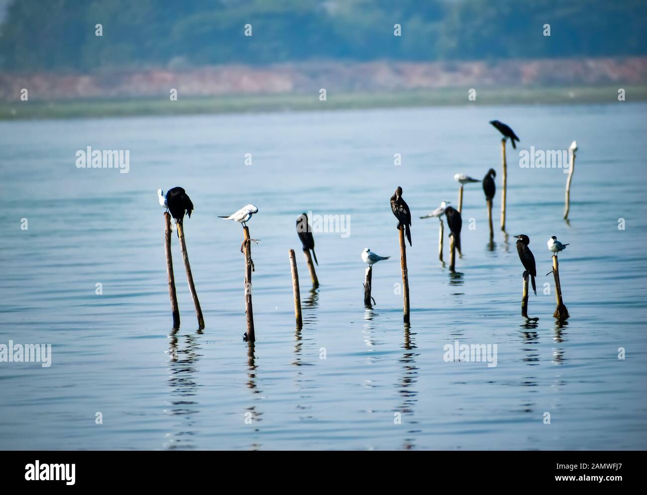 Zugvögel in einem See Stockfoto