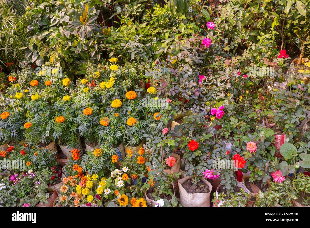 Multi Color von Portulaca grandiflora Blume blühen im Garten. Stockfoto