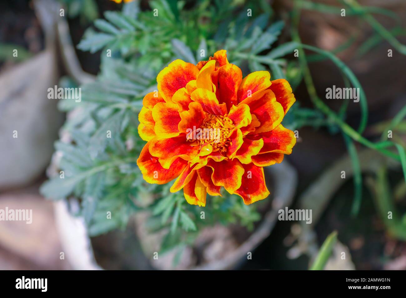 Makro Foto von der Art der Blume Tagetes Patula Textur Hintergrund Anlage feurig rot Tagetes Blume. Stockfoto