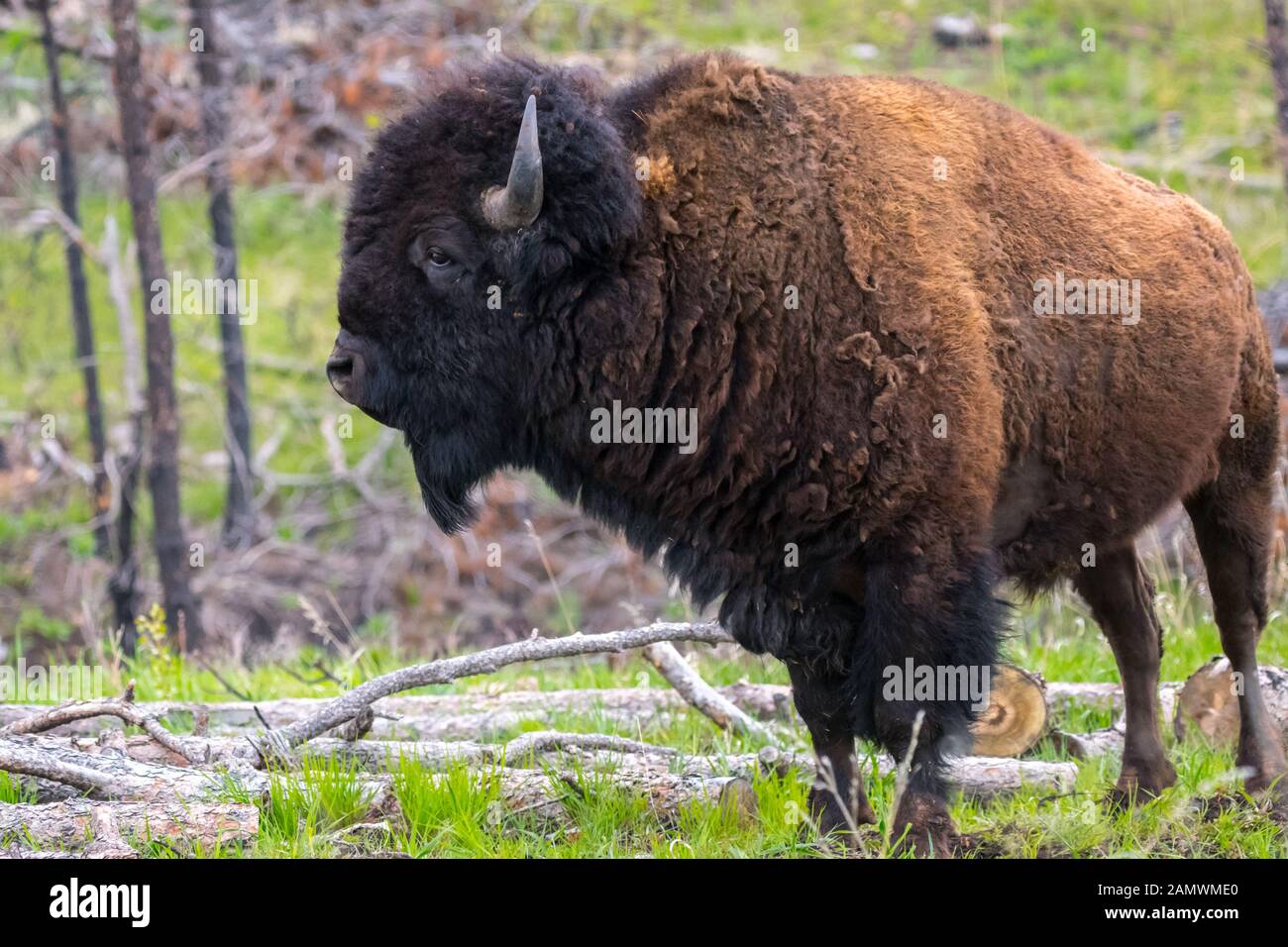 Bison im Bereich der Custer State Park, South Dakota Stockfoto