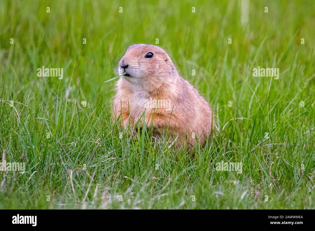 Präriehunde im Custer State Park, South Dakota Stockfoto