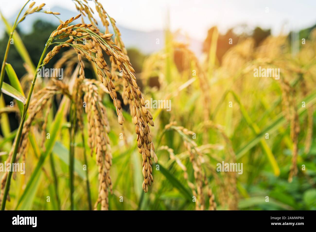 Ohr des Reises. Reisfeld vom Ausgang des Bauern. Stockfoto